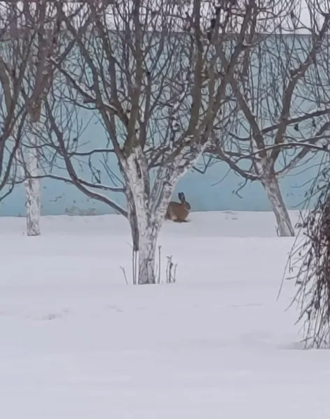 На Волині в церву забіг дикий звір: з'явилося фото