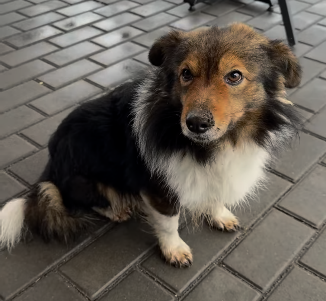 "Хатіко" з Черкащини: пес уже два роки чекає загиблого господаря