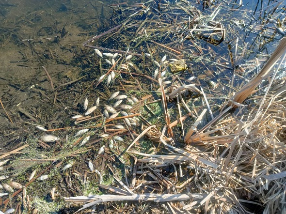 На Волині масово загинула риба: Що сталося