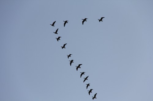 З'явилося відео унікального явища - зимового прильоту журавлів на Волині