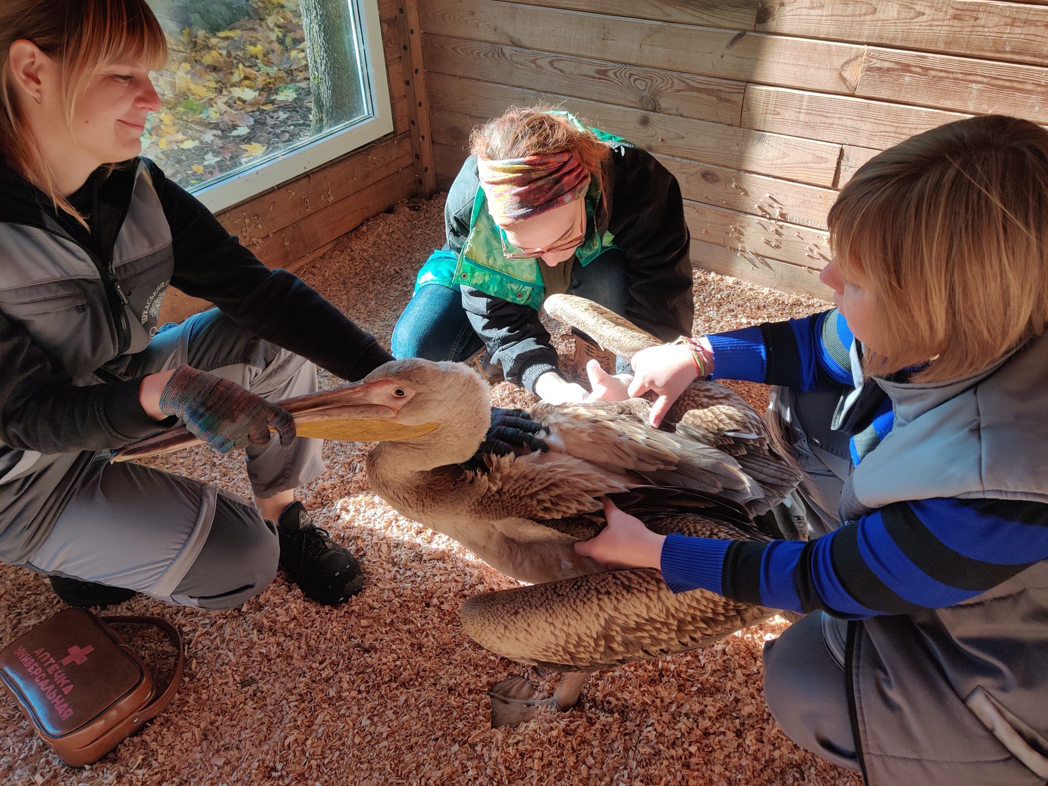 На Черкащині врятували молодого пелікана, який відбився від зграї
