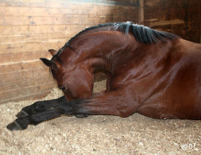На Львівщині чоловік помер від ускладнень правця. До цього йому на ногу став кінь