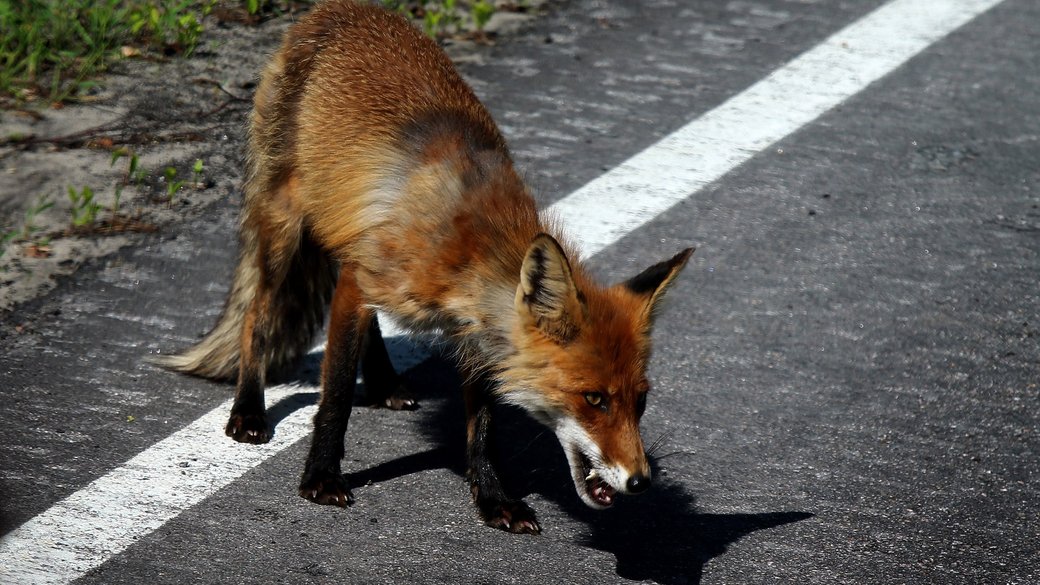 На Львівщині ввели карантин через сказ у лисиць