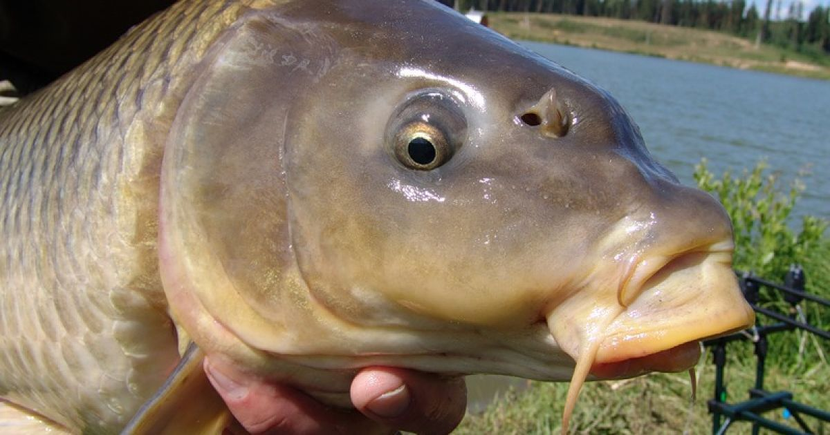 На Волині спіймали рибу-гіганта: неймовірне відео