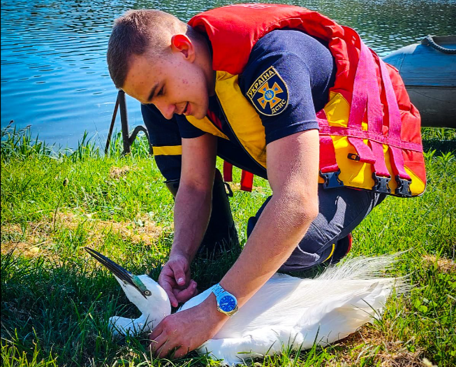 На Львівщині рятувальники вивільнили чаплю, яка зачепилася на гілках дерева