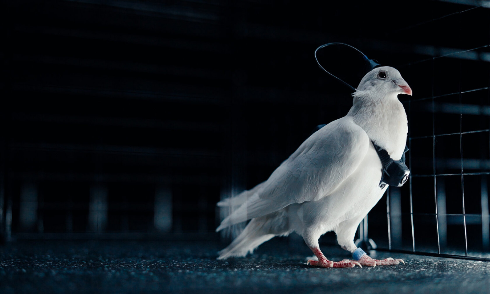 Росія заявила про створення «біодронів» з голубів