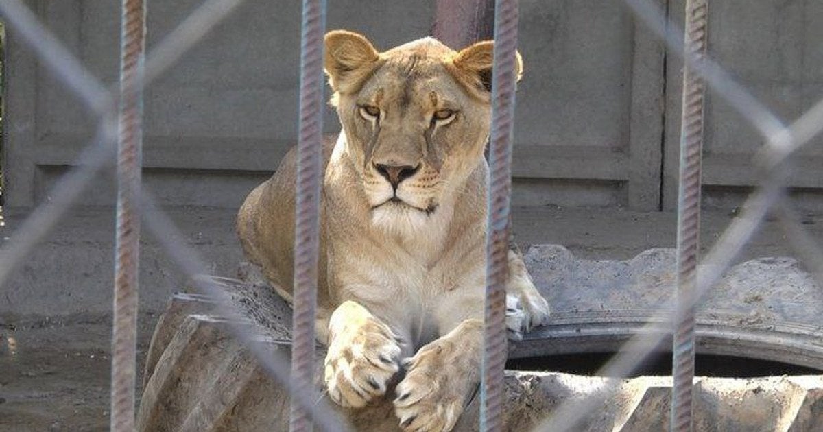 У Хмельницькому леви втекли з реабілітаційного центру: як їх розшукали