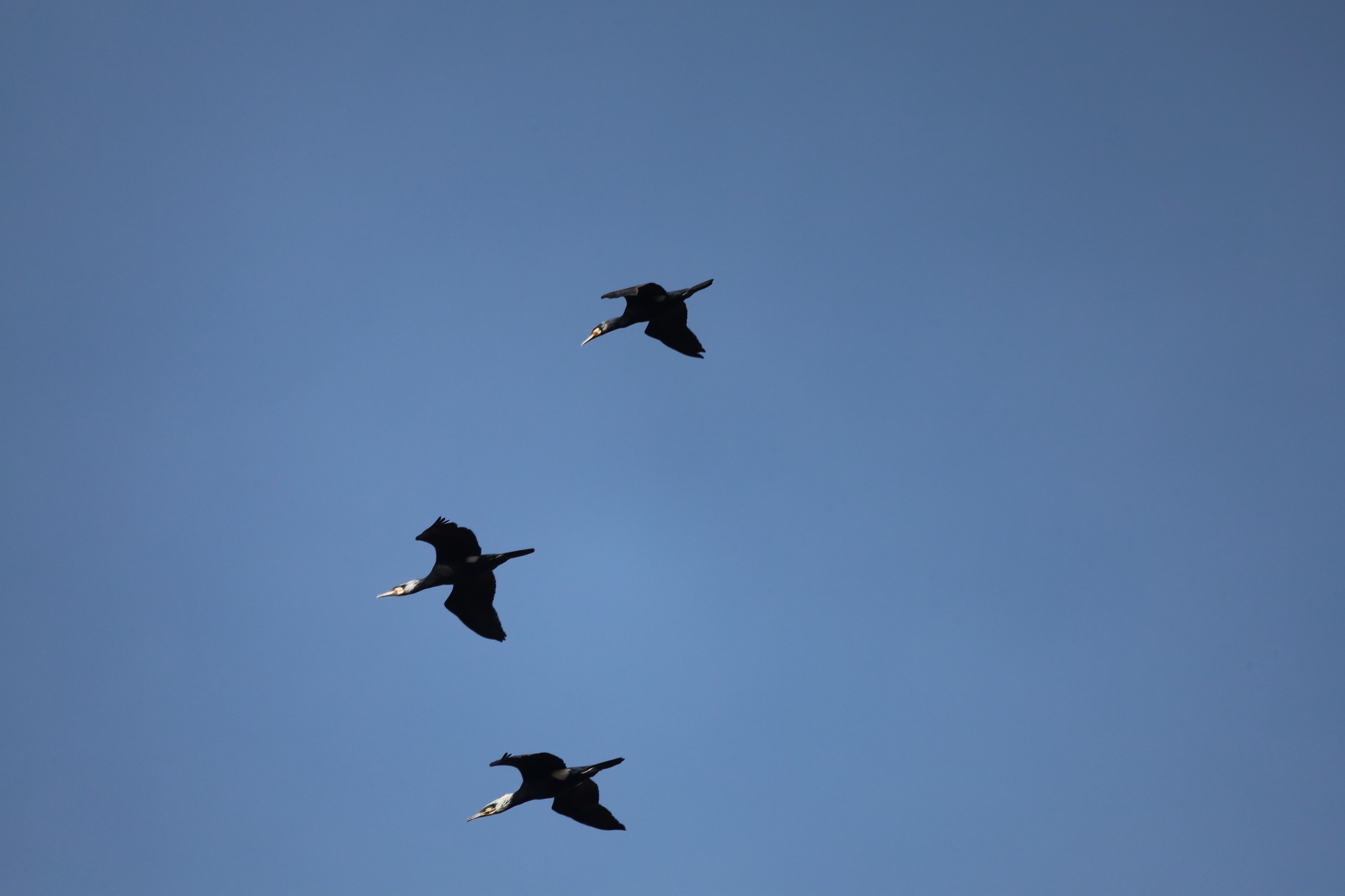 На Волині зафіксували рідкісних птахів (фото)