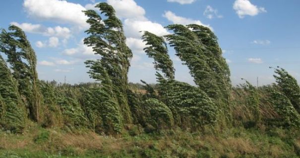 Повалені дерева, пошкоджені дахи: на Хмельниччині вирувала негода