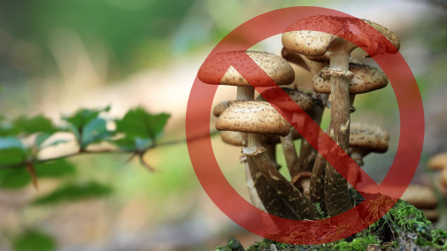 На Миколаївщині дикорослими грибами отруїлася ціла родина