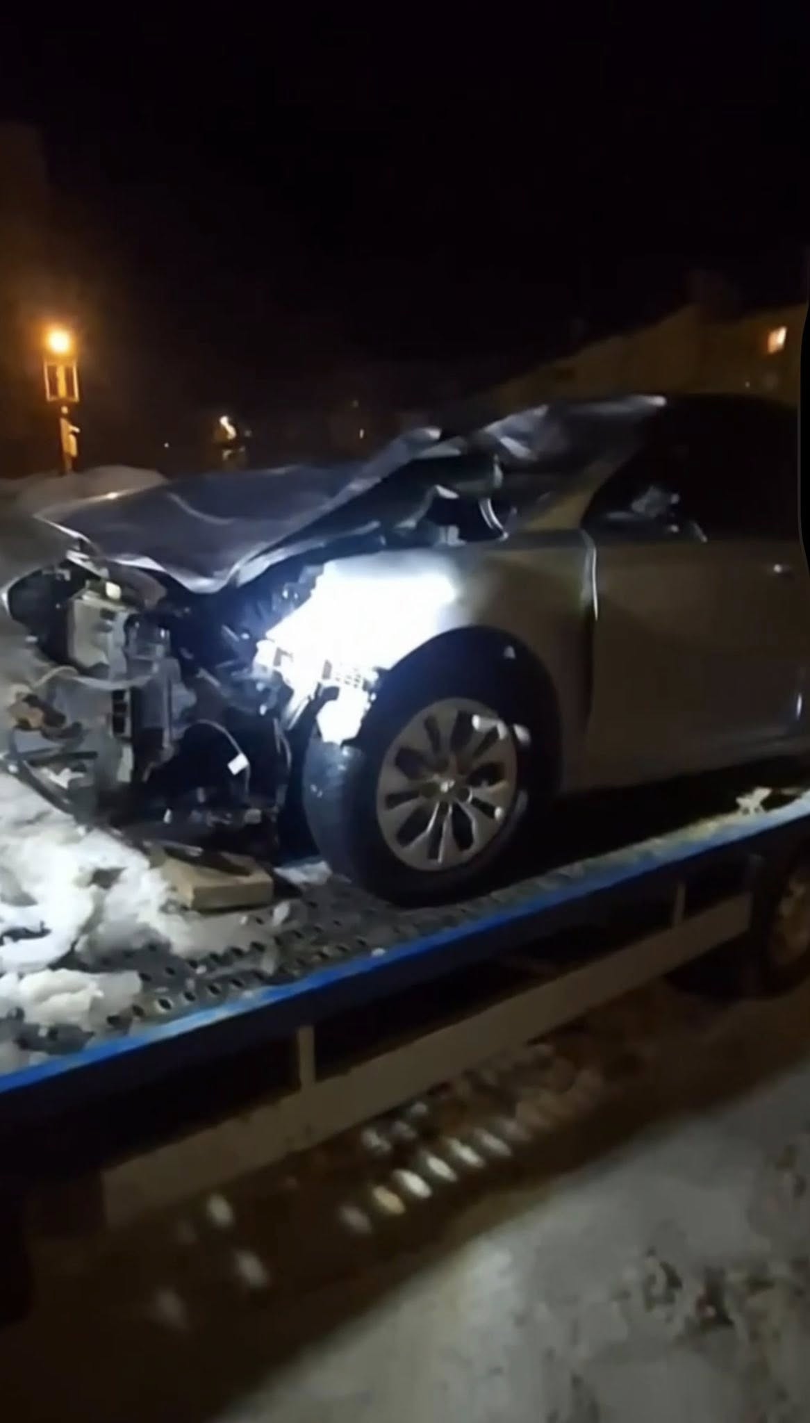 На Львівщині лось загинув під колесами авто (фото)