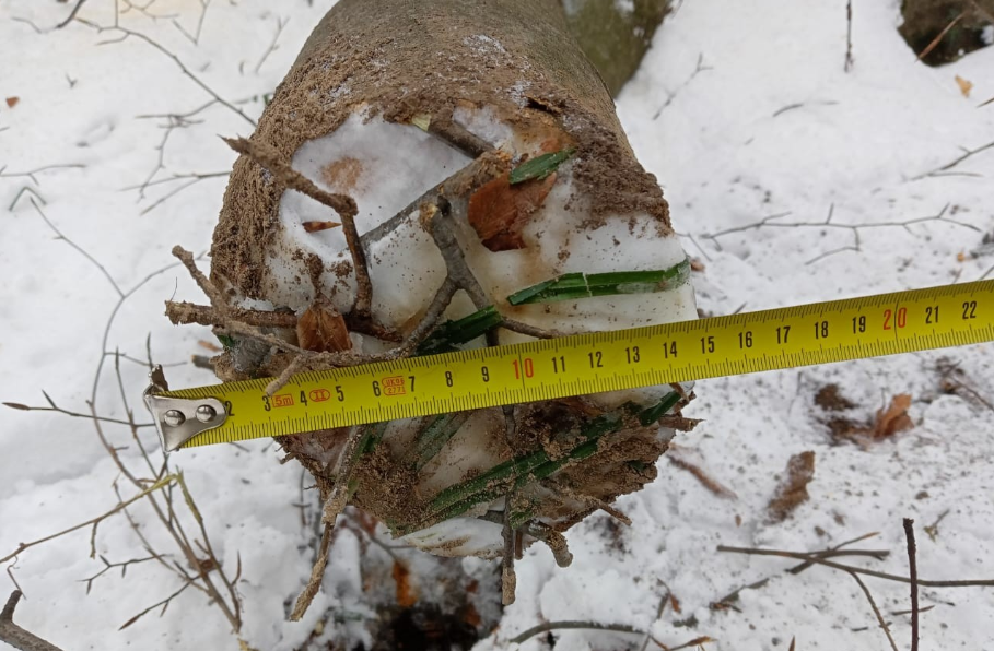 На Львівщині гіляка вбила чоловіка під час незаконної порубки дерев