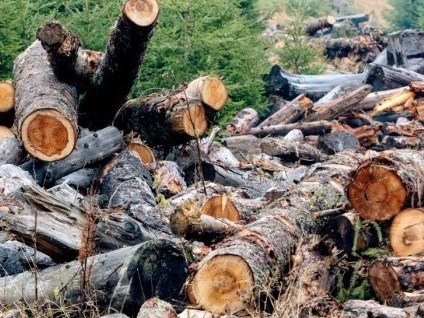 Окупанти планують масові вирубки українських лісів – розвідка