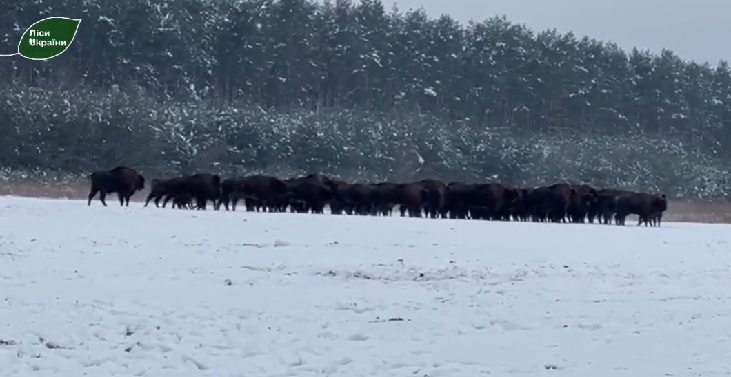 На Львівщині виявили найбільше в Україні стадо зубрів. Відео