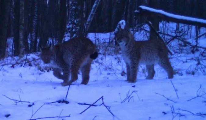 В Україні в фото пастку потрапили смертельно небезпечні хижаки