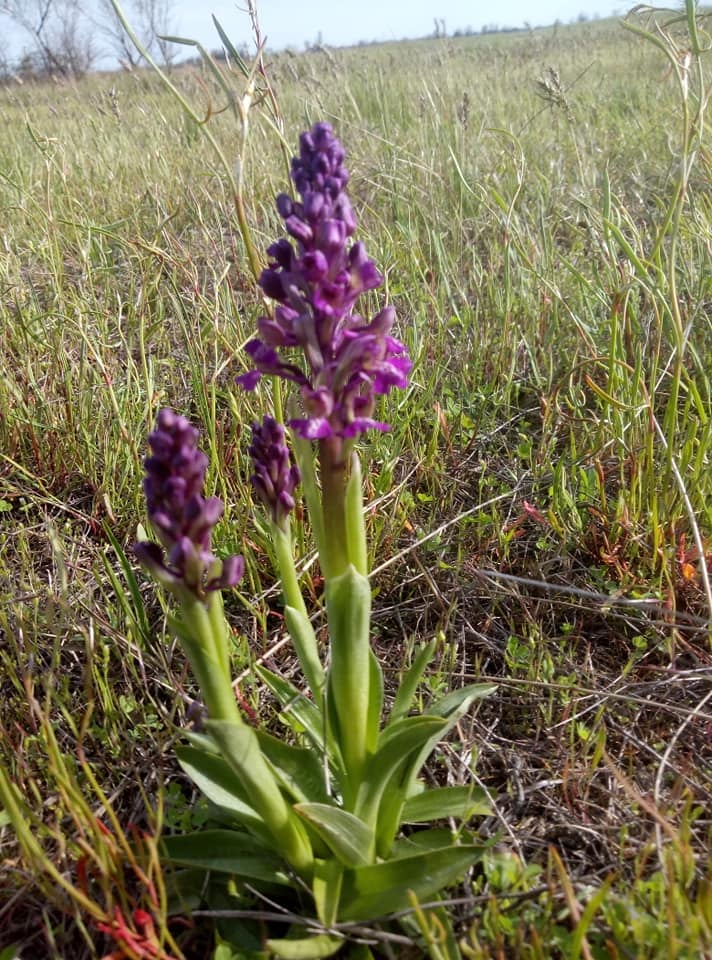 На Миколаївщині зацвіло найбільше в Європі поле диких орхідей