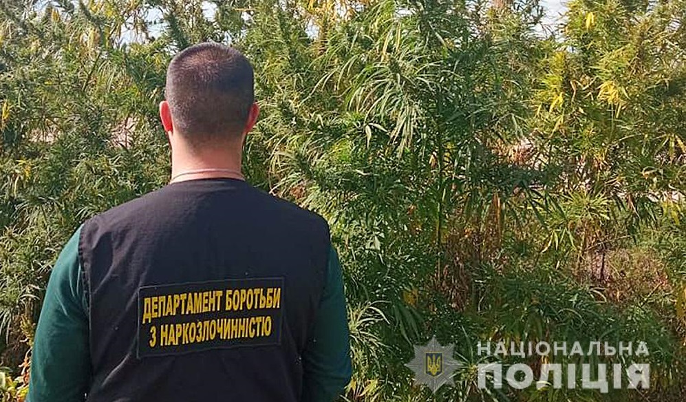 На Київщині поліція виявила гектари конопель вартістю 20 млн гривень