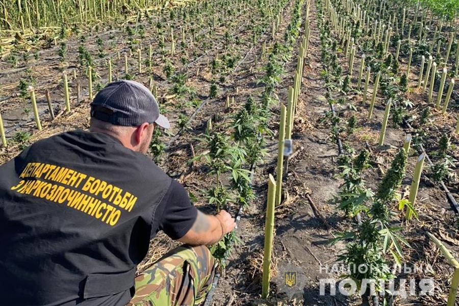 Поліція знищила сотні гектарів маку й конопель