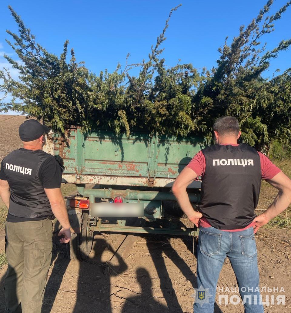 В Одесі виявили плантації коноплі майже на 300 млн гривень