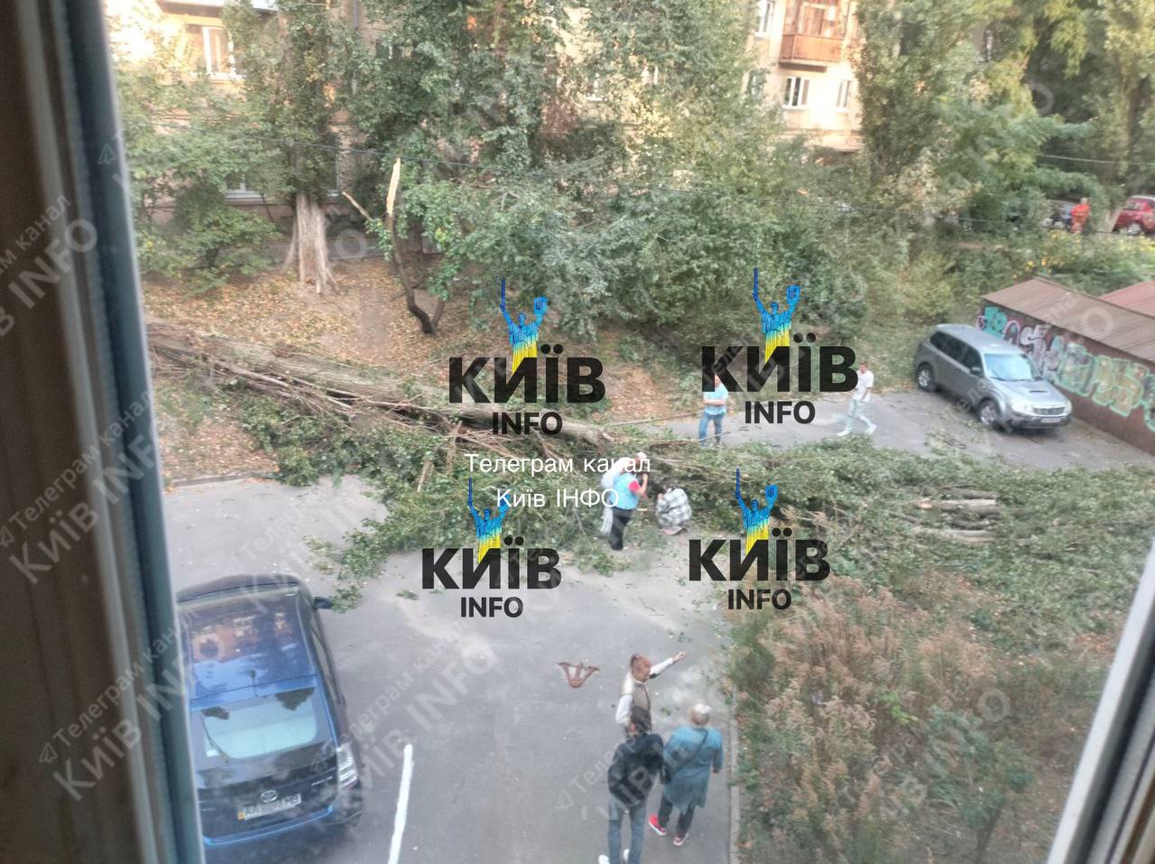 У Києві вирує негода: дерево впало на жінку
