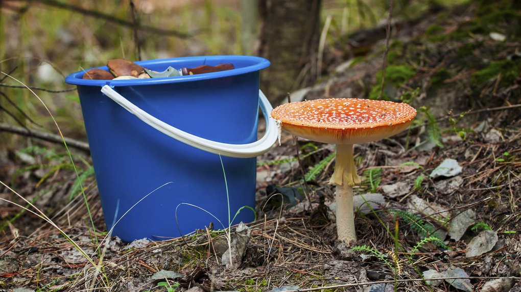 На Львівщині від отруєння смаженими грибами померла 37-річна жінка