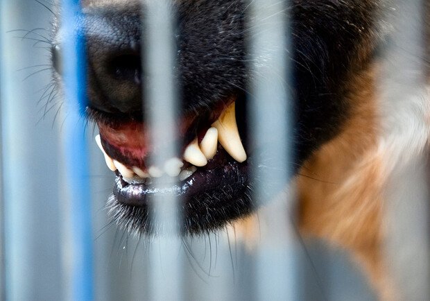 На Київщині собака напав на школярів: семеро дітей у лікарні